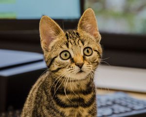 cat-homepage
