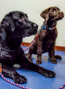 Labrador dog and puppy
